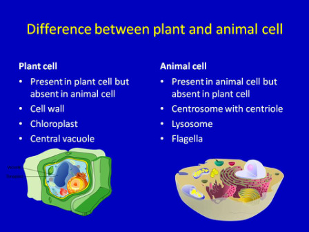 cells plant animal cell compare contrast between difference plants different function structure organelles wall differentiation must know imagejuicy